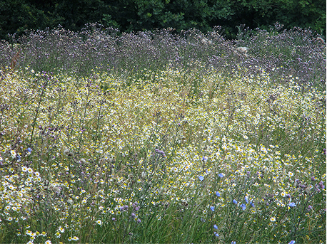 stefan zeromski zdjecie 12